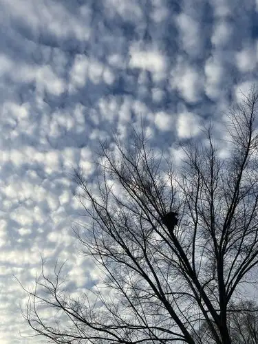 Intricate cloud patterns frame a cozy nest.